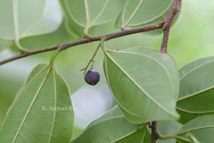 Celtis timorensis